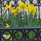 flowers3