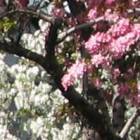 flowers3